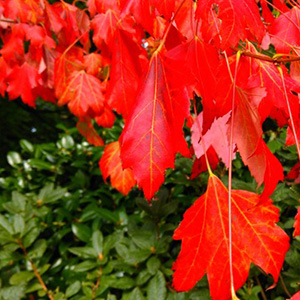 Autumn